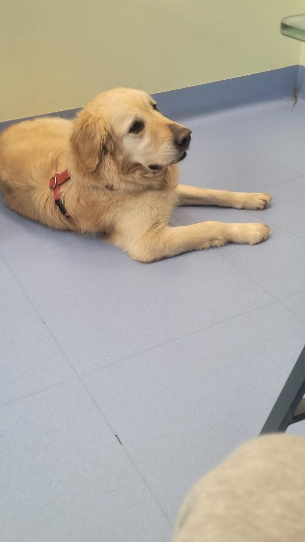 Casper, un Golden Retriever bello da impazzire Foto 4